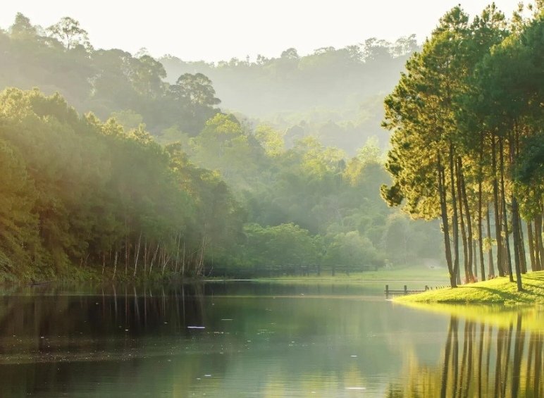 Still lake reflecting a sunlit forest