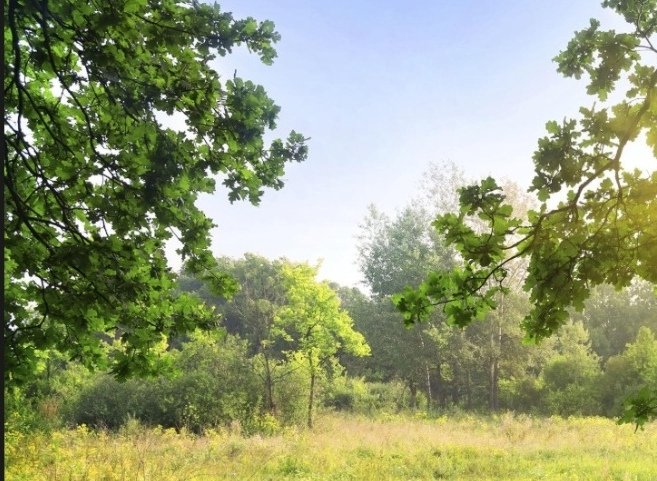 Sunlit clearing framed by mature green woodland